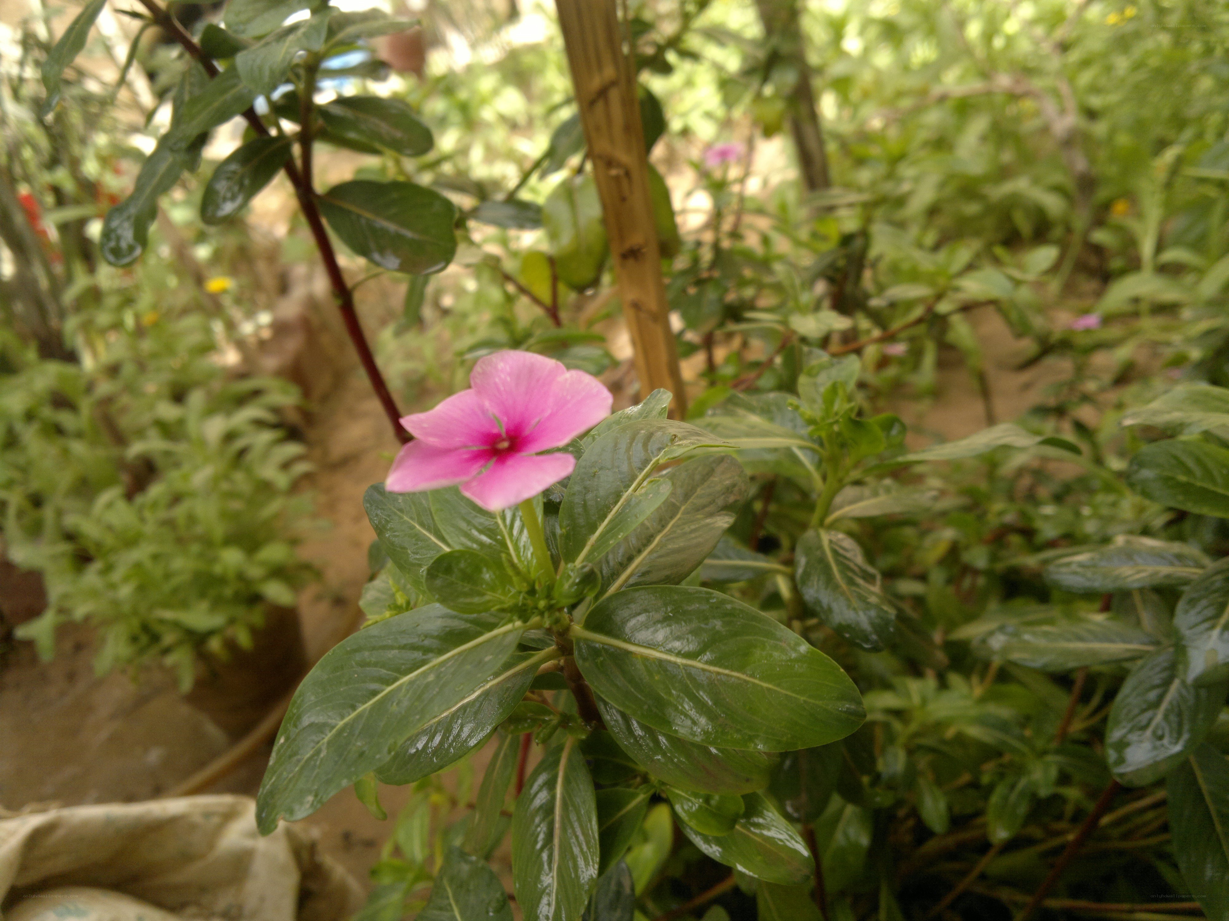 Pink flower in garden