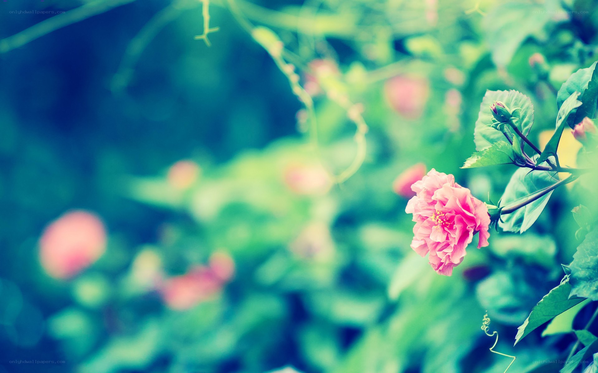pink flower in garden
