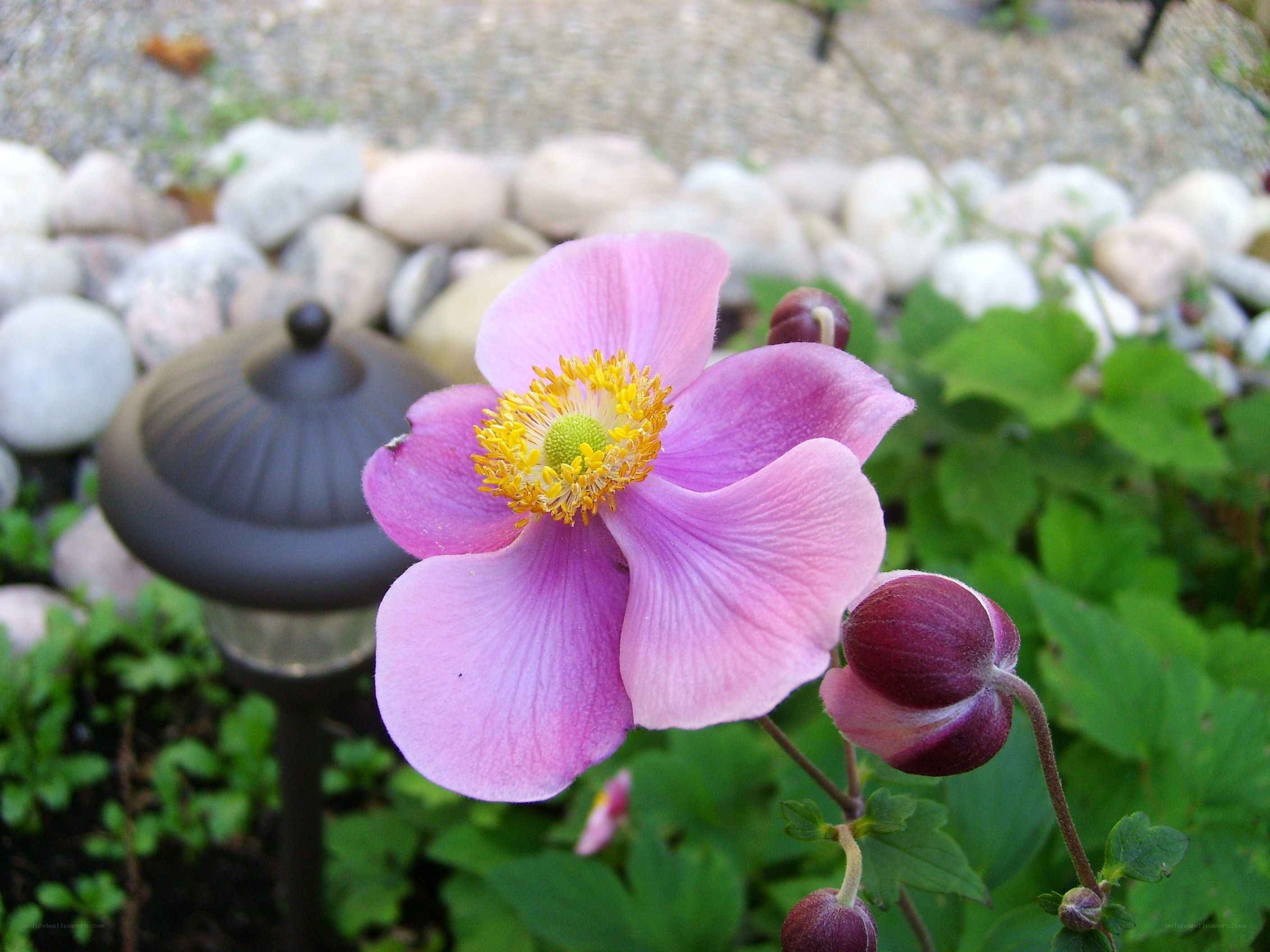 Pink flower in garden