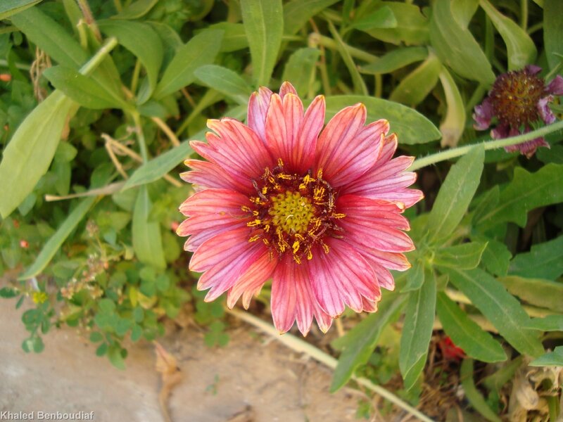 pink flower in garden