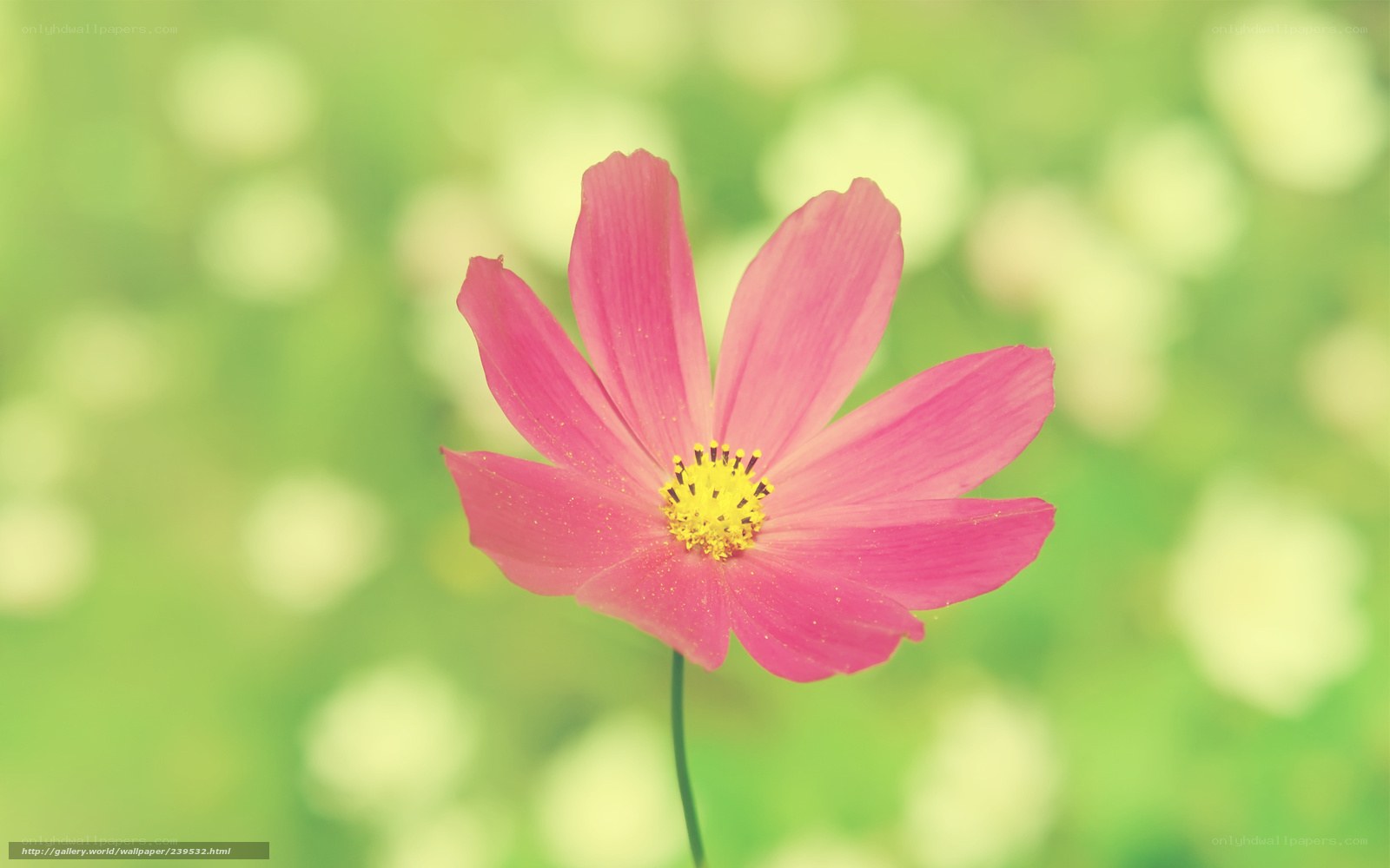 Pink flower in garden