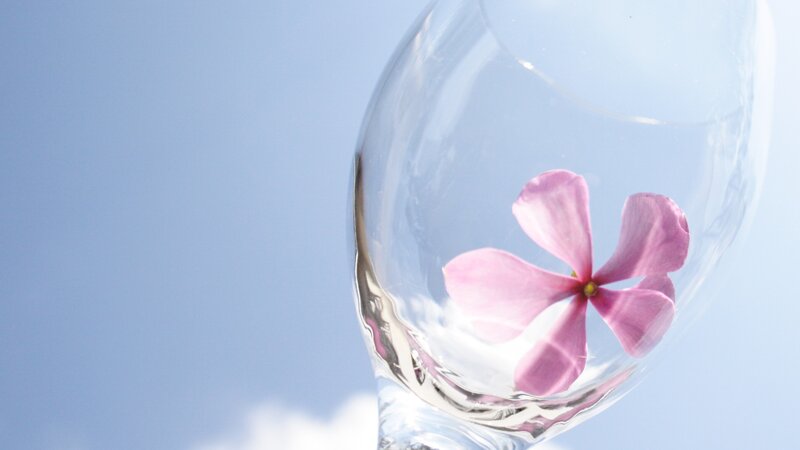 Pink flower in glass against sky