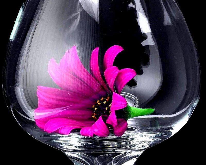 Pink Flower in Glass — Dramatic, Photograph