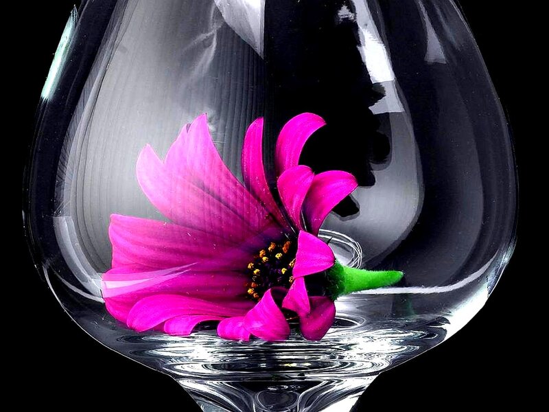 Pink Flower in Glass — Dramatic