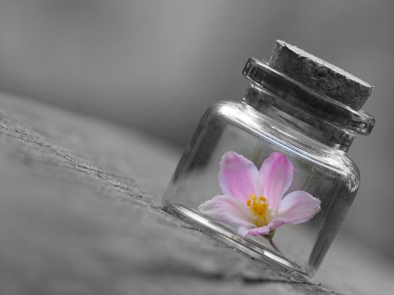 Pink Flower in Glass Jar — Gray