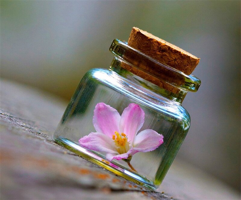 Pink Flower in Glass Jar — Serene, Spring