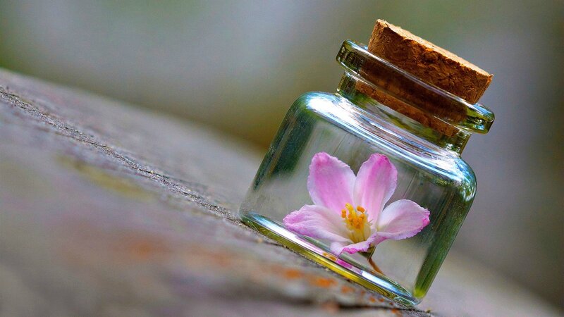 Pink Flower in Glass Jar — Serene