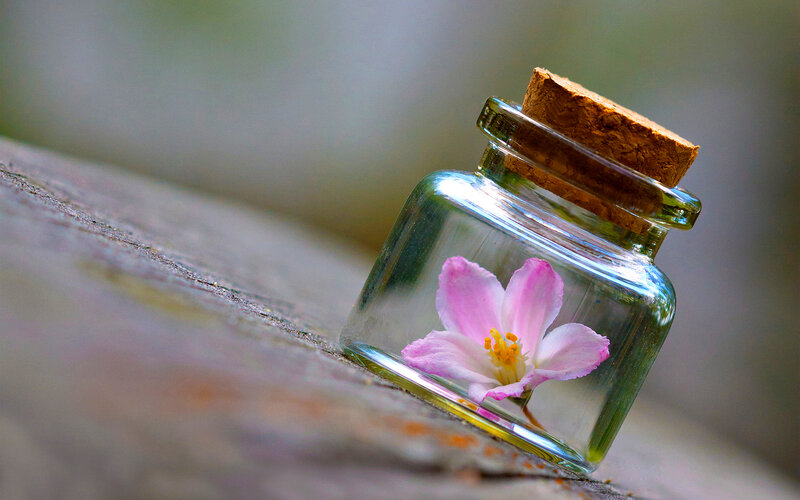 Pink Flower in Glass Jar