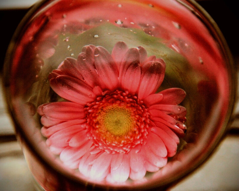 Pink Flower in Glass — Red