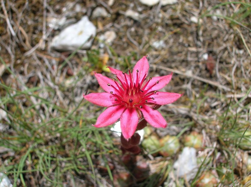 pink flower in grass