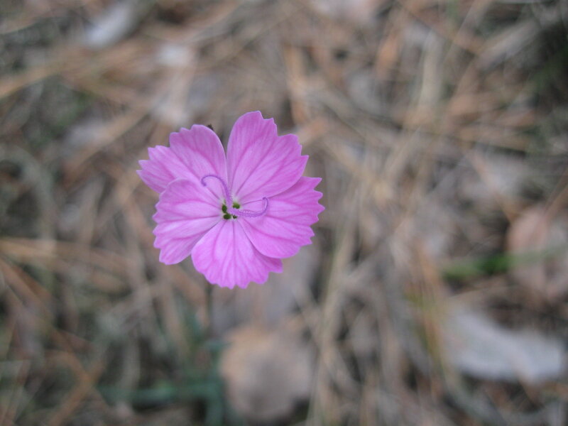pink flower in grass