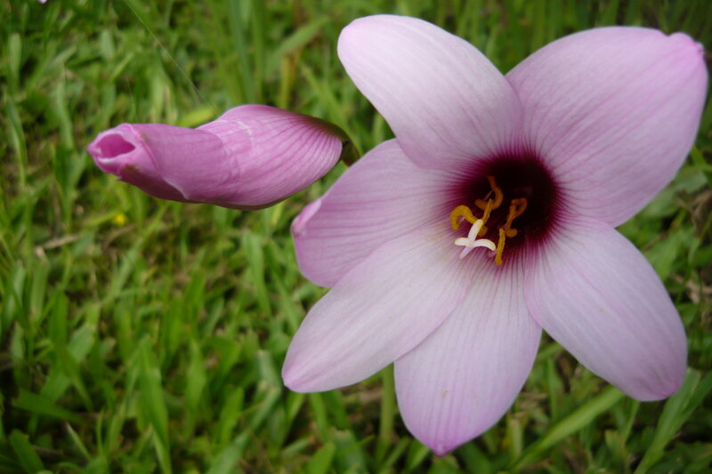 Pink Flower in Grass — Calm