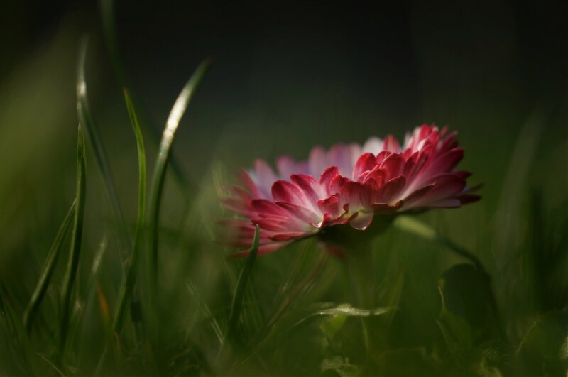 Pink Flower in Grass — Green, Serene, Morning