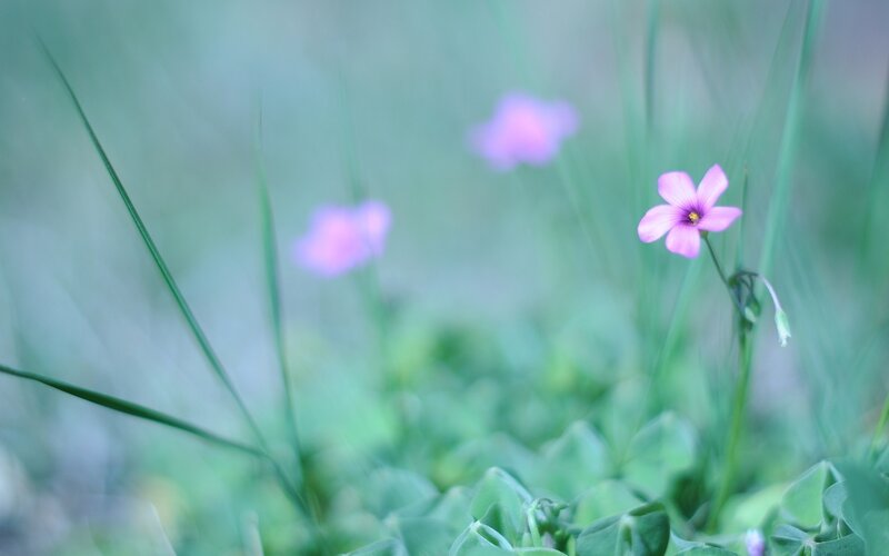 Pink Flower in Grass — Green, Serene, Spring