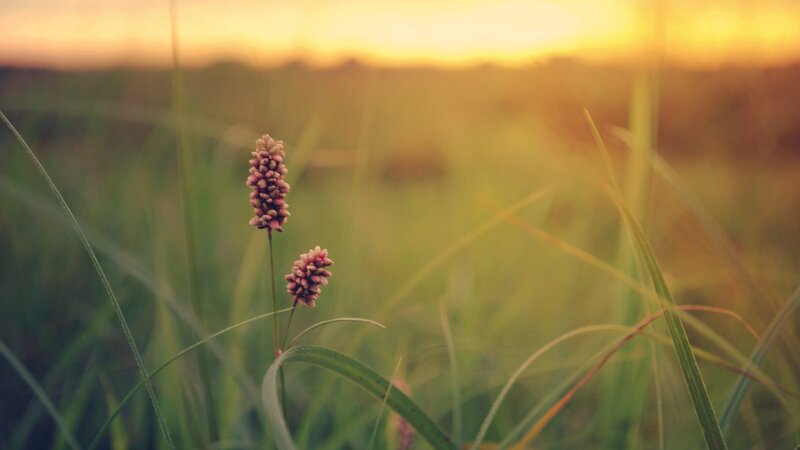 Pink Flower in Grass — Green, Serene, Sunset