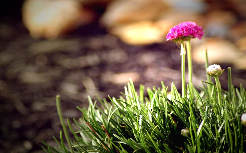 Pink Flower in Grass — Green, Serene