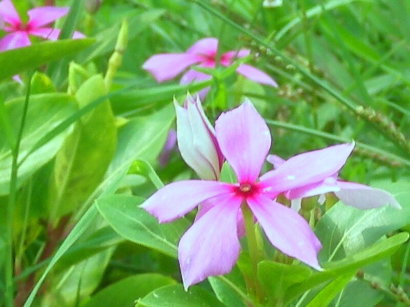 Pink Flower in Grass — Natural, Spring
