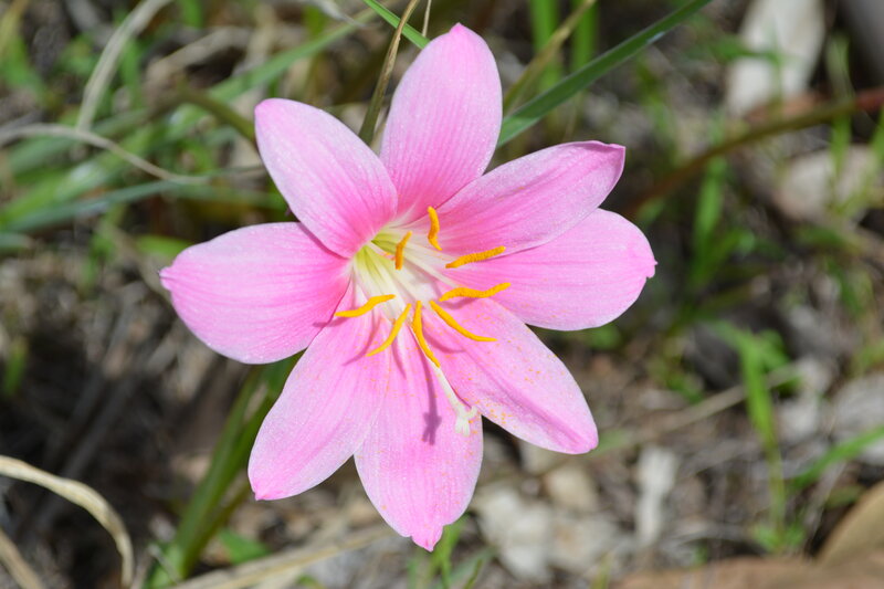 Pink Flower in Grass — Serene, Afternoon