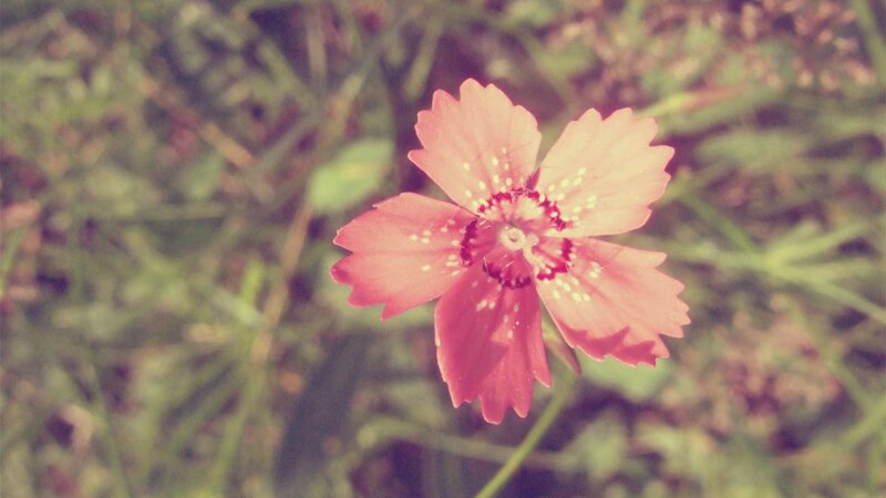 Pink Flower in Grass — Serene
