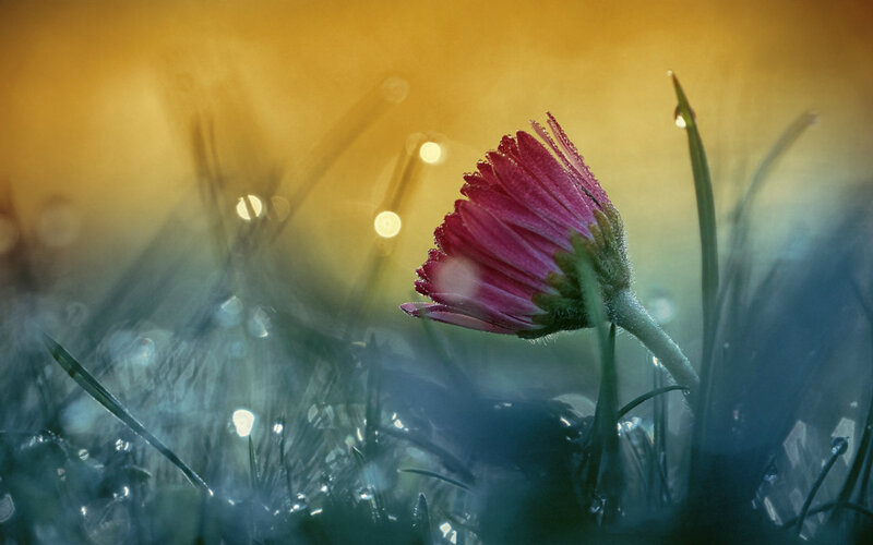 Pink Flower in Grass — Yellow, Serene