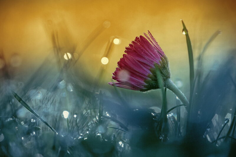Pink Flower in Grass — Yellow