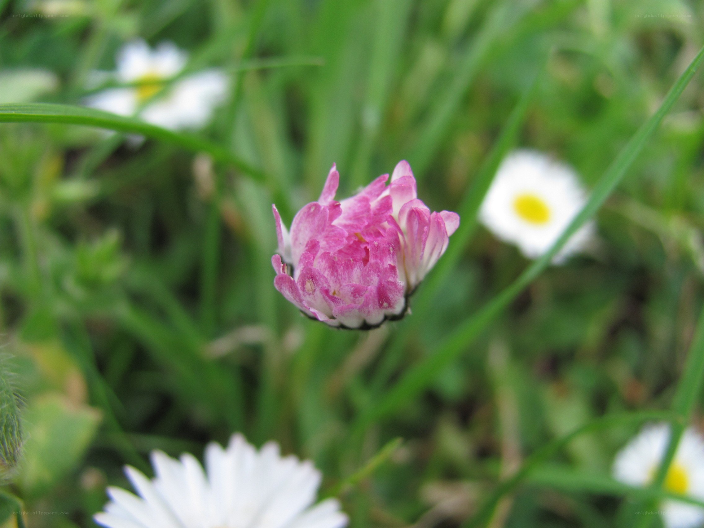 Pink flower in grass
