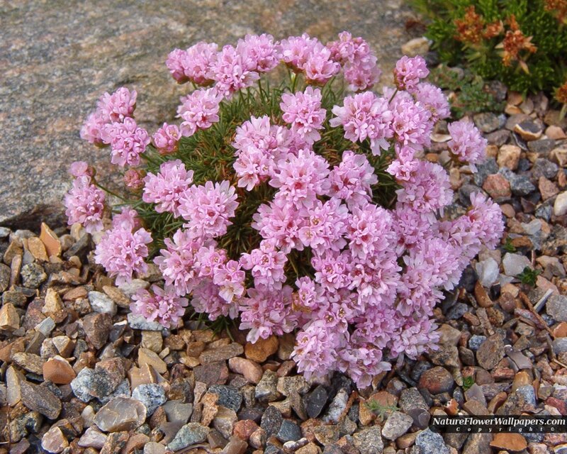 pink flower in gravel