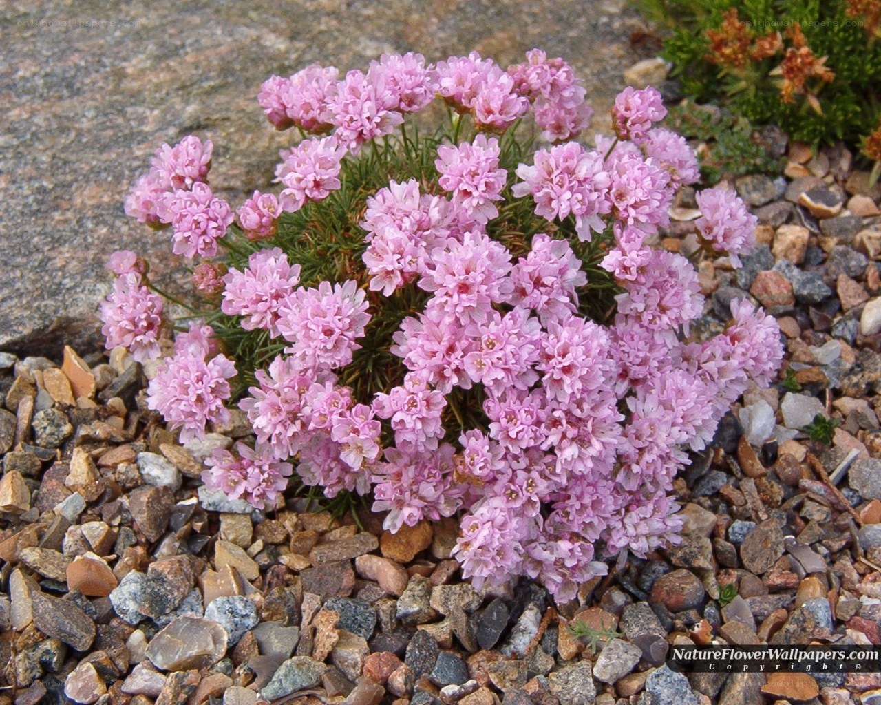 pink flower in gravel