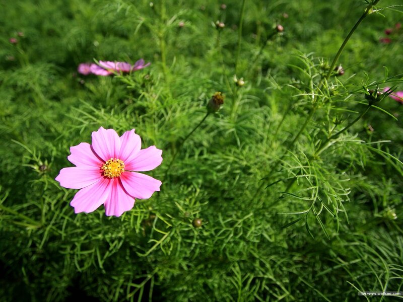 Pink flower in green field