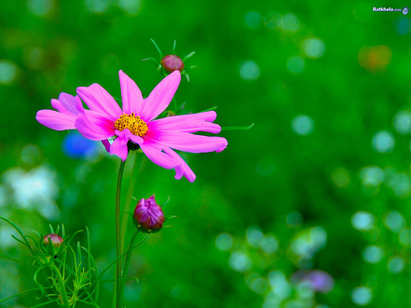 Pink flower in green field