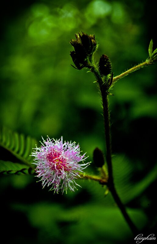 Pink flower in green foliage