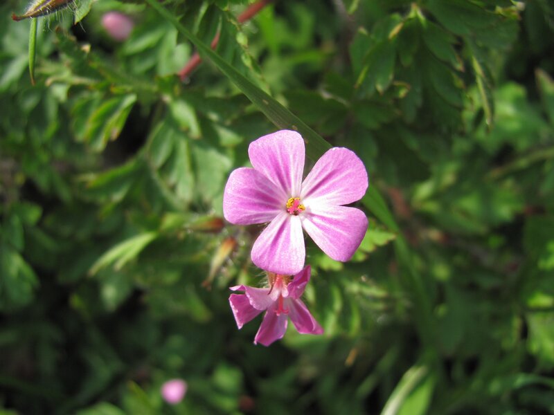 Pink flower in green foliage