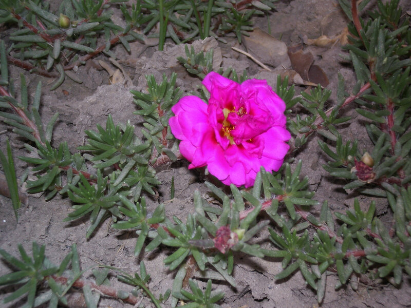 Pink flower in green foliage