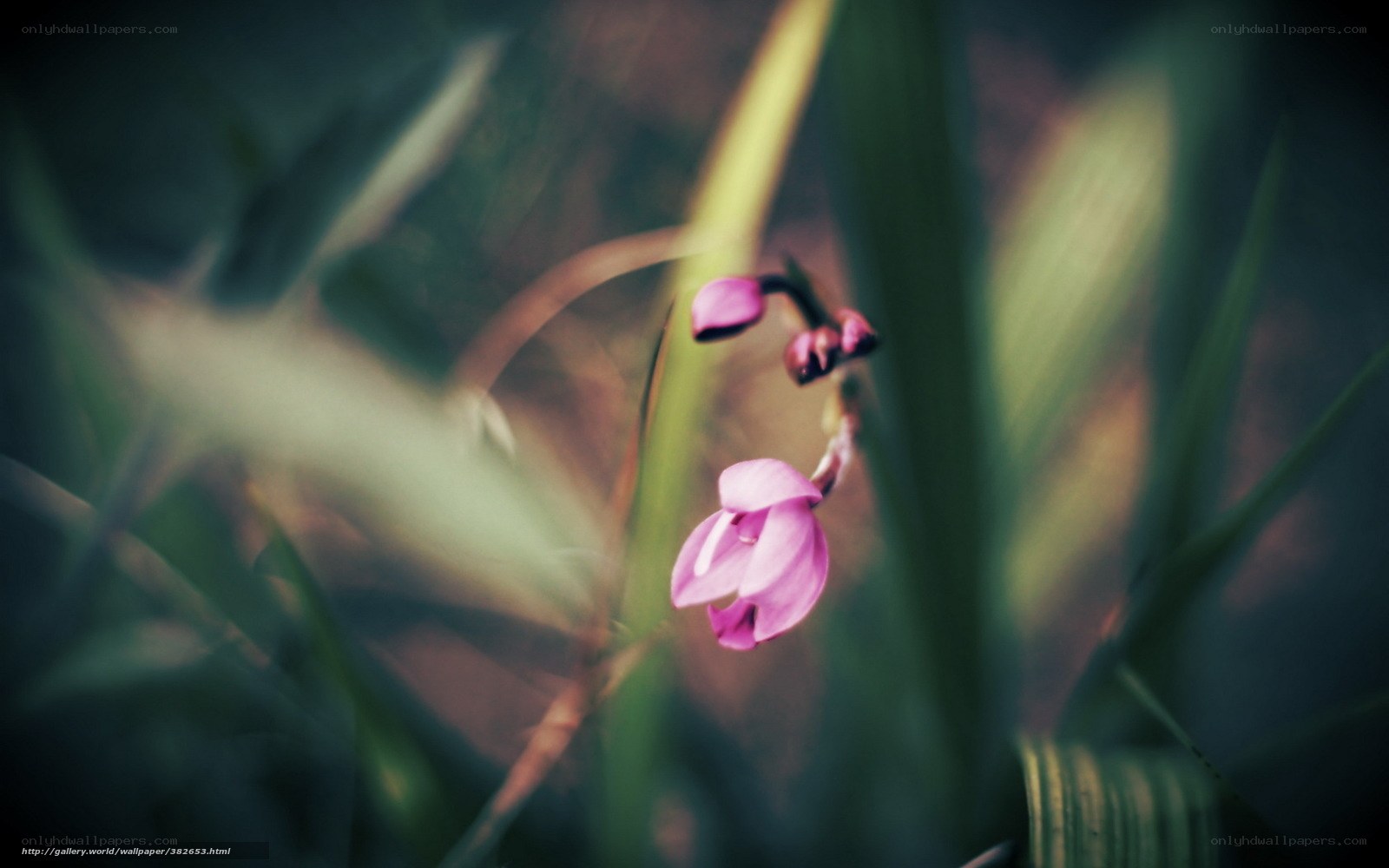 Pink flower in green foliage
