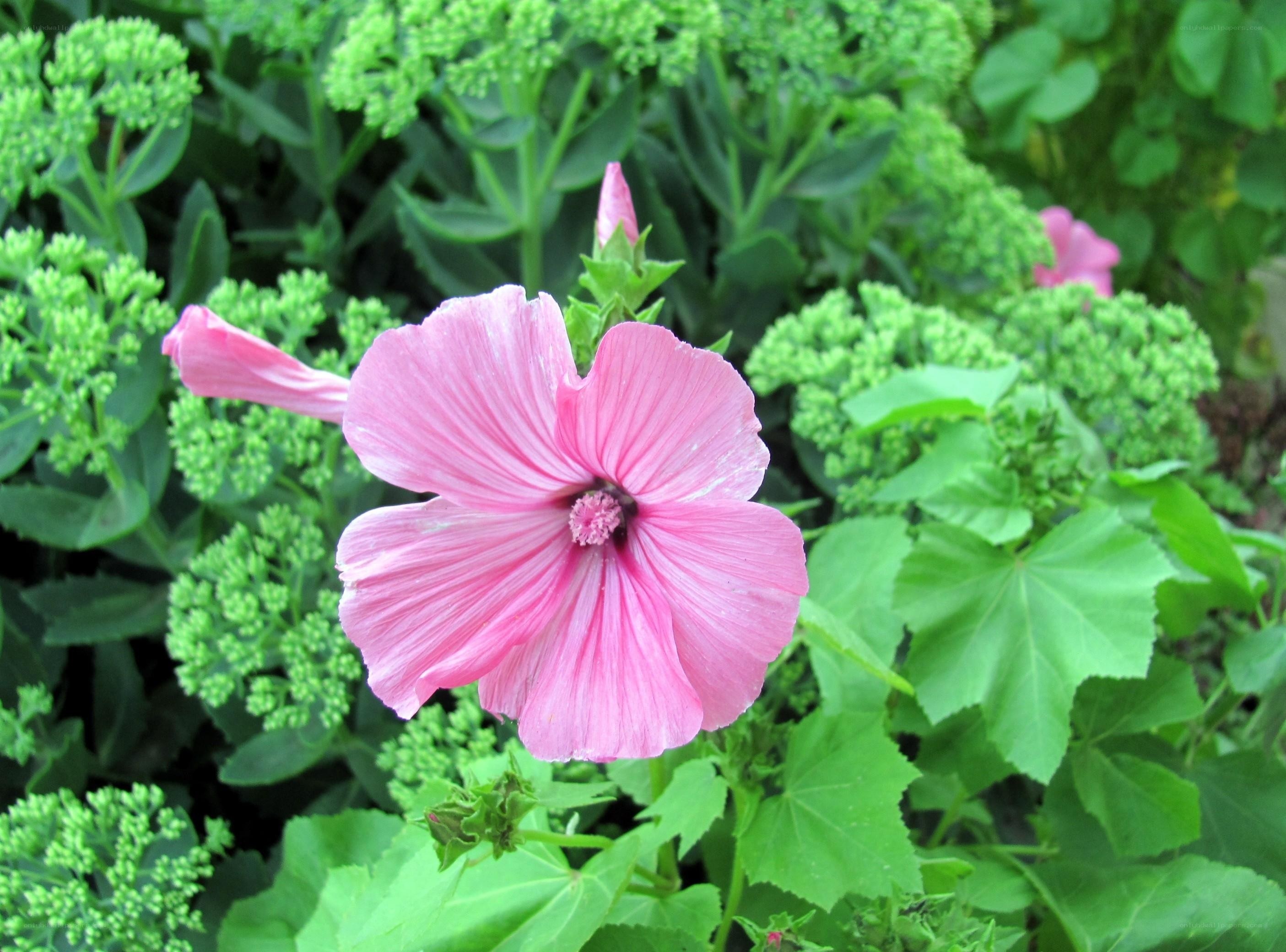 Pink flower in green garden