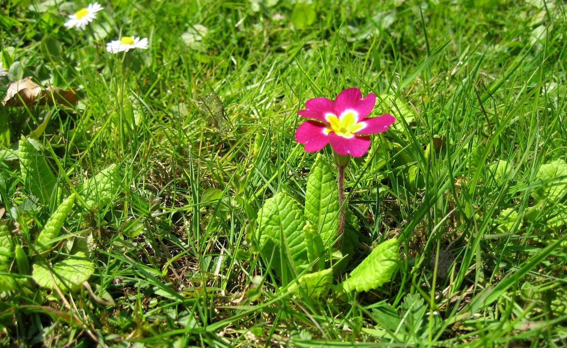 Pink flower in green grass