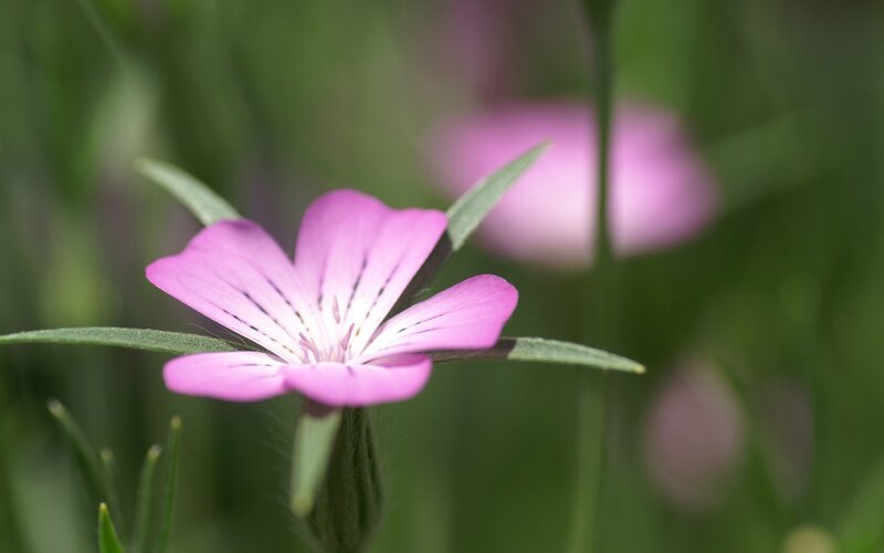 pink flower in green grass