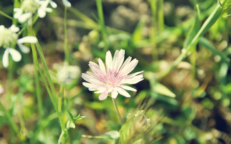 Pink flower in green grass