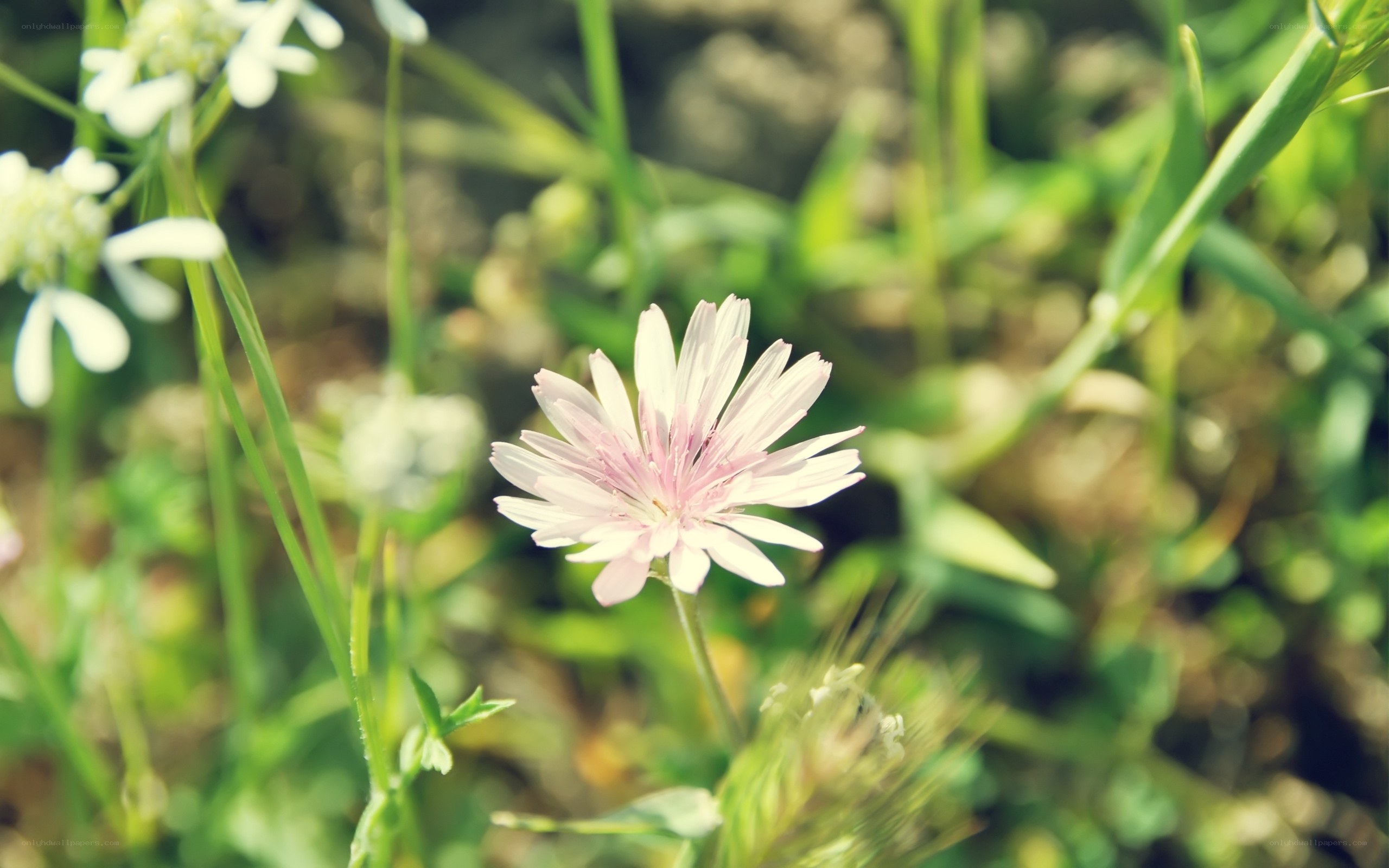 Pink flower in green grass