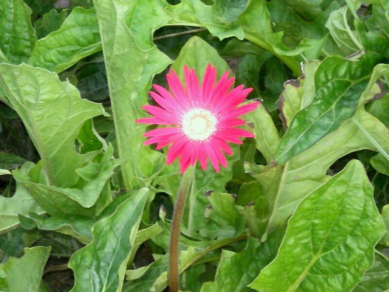 pink flower in green leaves
