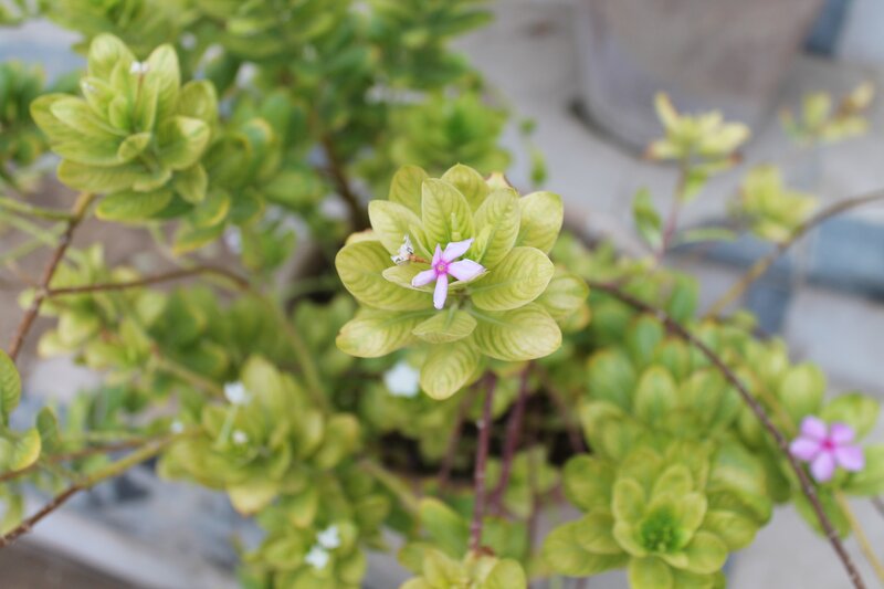 Pink Flower in Green Leaves — Calm