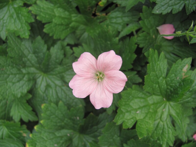 pink flower in green leaves