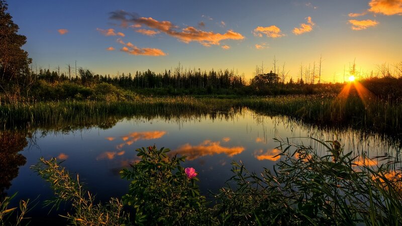 Pink Flower in Marsh — Blue, Serene, Sunset