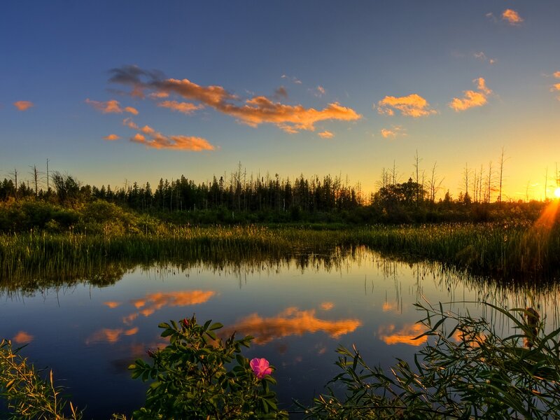 Pink Flower in Marsh — Blue, Serene