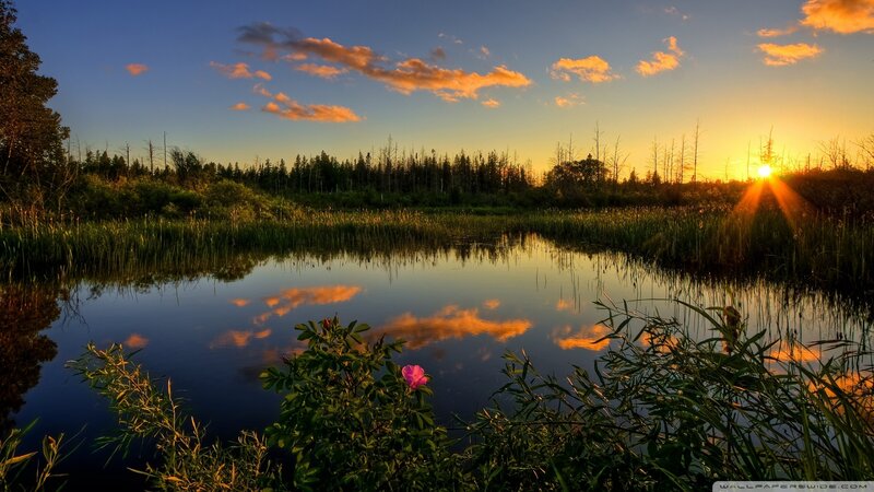 Pink Flower in Marsh — Blue