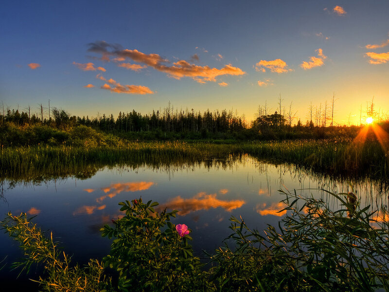Pink Flower in Marsh