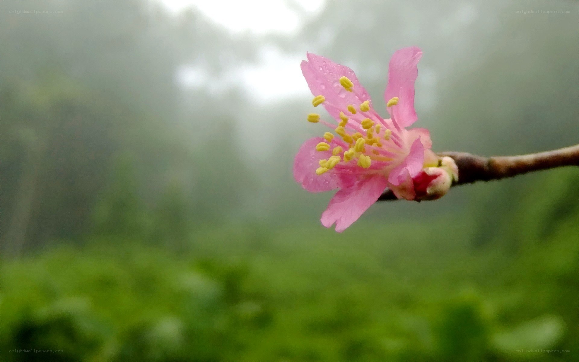 Pink flower in misty forest