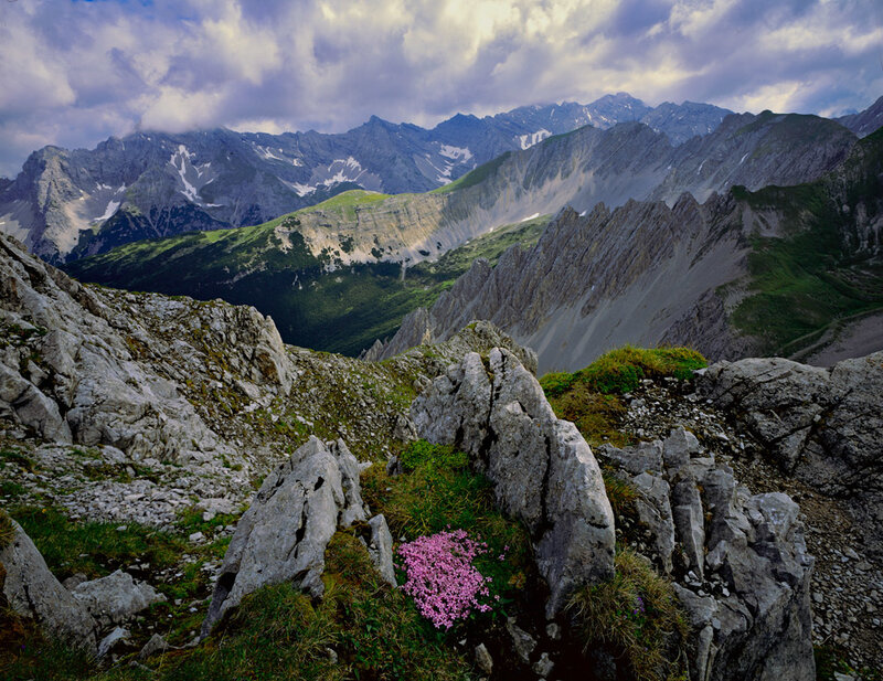 Pink Flower in Mountain