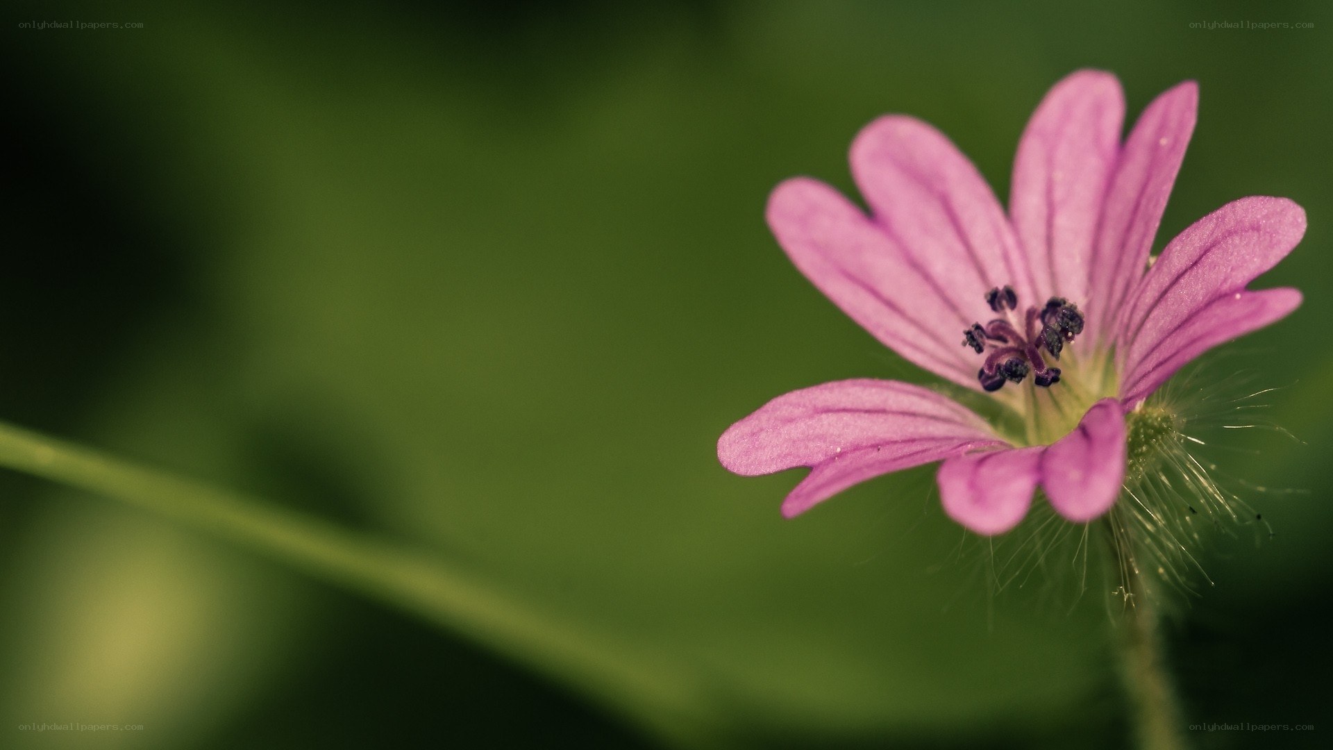 Pink flower in nature