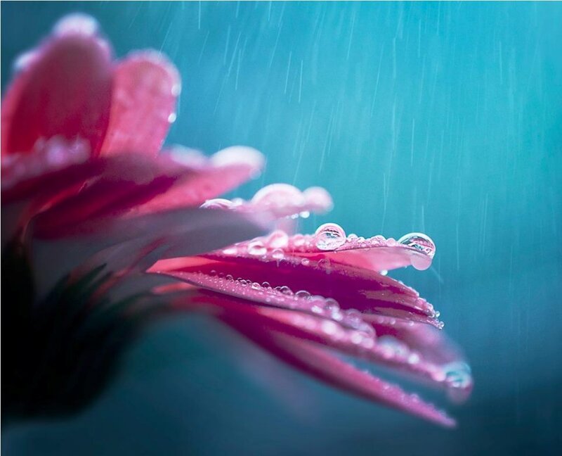 Pink Flower in Rain — Serene